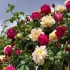 Co roses koupit letos na podzim: nové odrůdy 2020